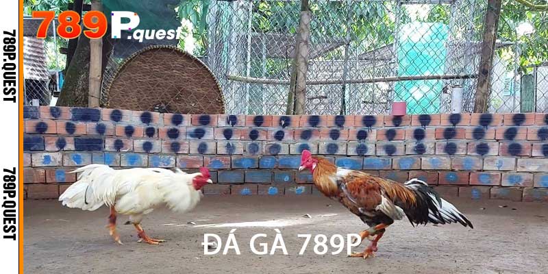 Đá Gà 789p